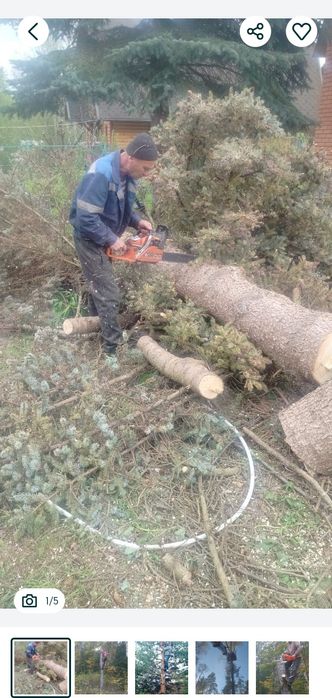 Daraxtga kesamiz benza pilari