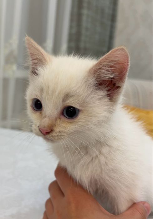 Отдам котят в добрые руки