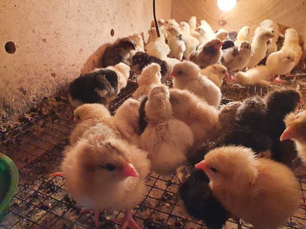 Продам трехдневных цыплят несушек