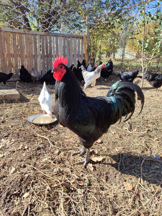 Джерсийкий гигант /Петух/Кораз