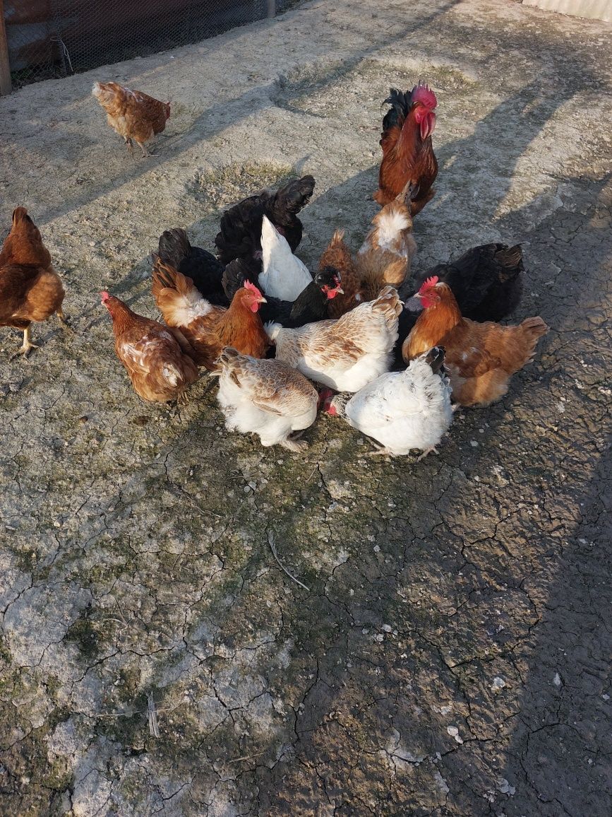 Продавам домашни кокошки