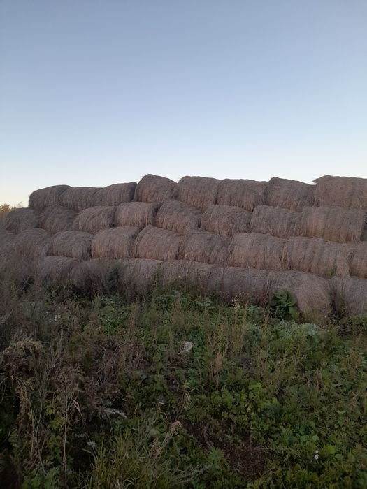 Продам сено недорого