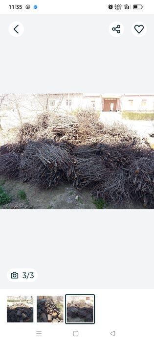 Oʻtinlar, Oʻrik daraxti