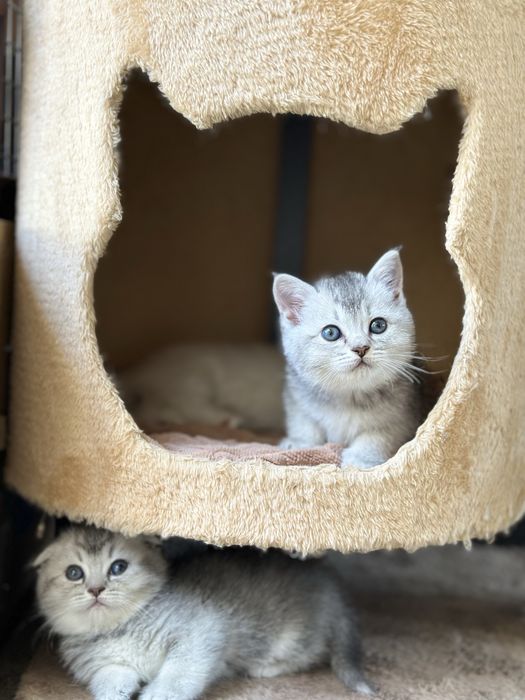 Котёнок 4 шт  Папа скотиш страйт мама  Шиншила скотиш