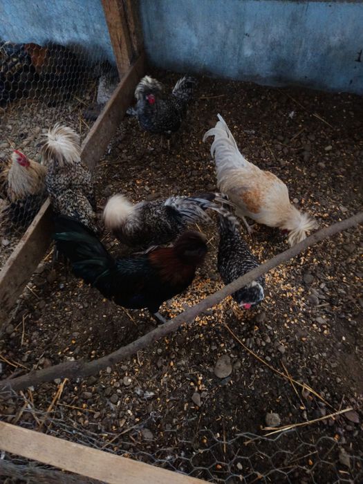 Vând moțată olandeza