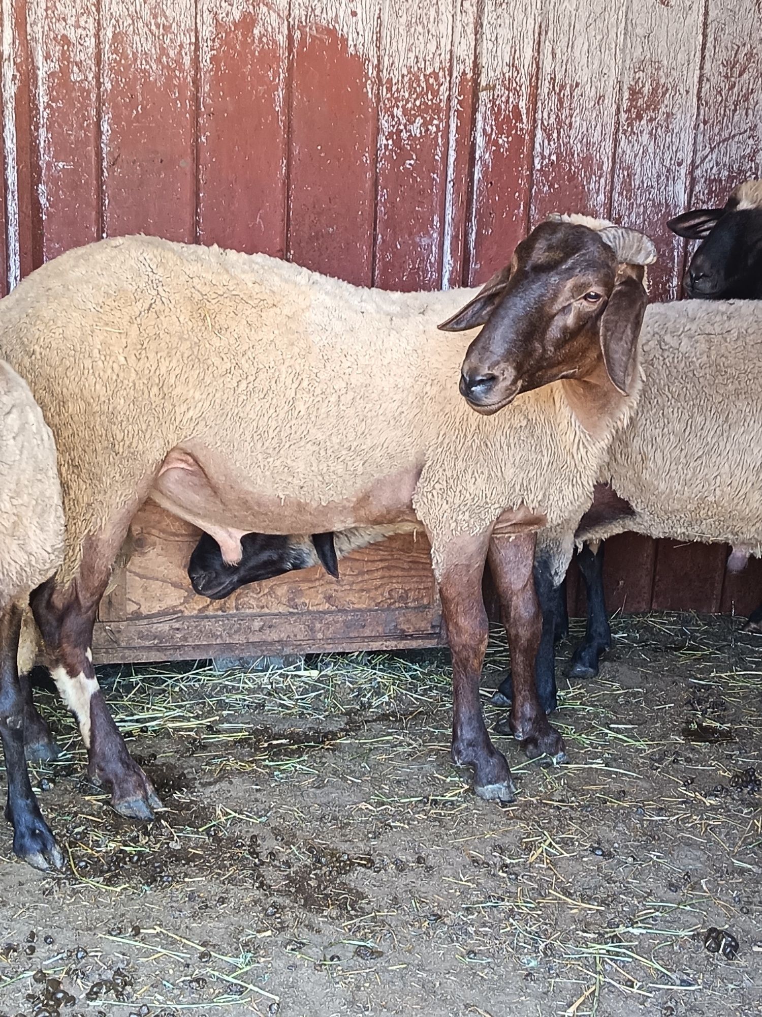 Продавам овце и кочове