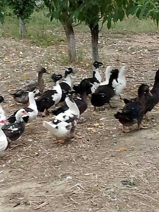 Rațe polare Rouen leșești și moțate pechin