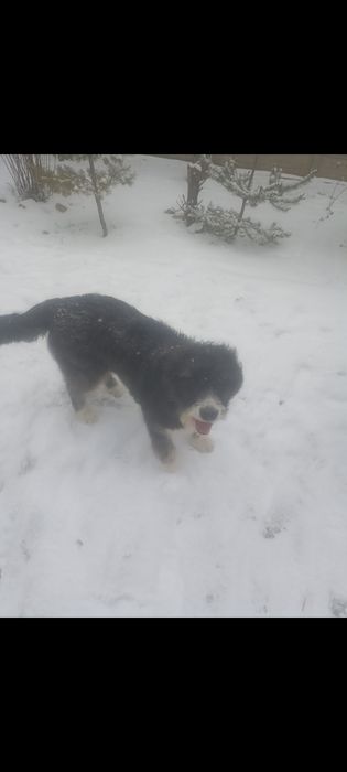 Ofer Ciobanesc crescut în casa