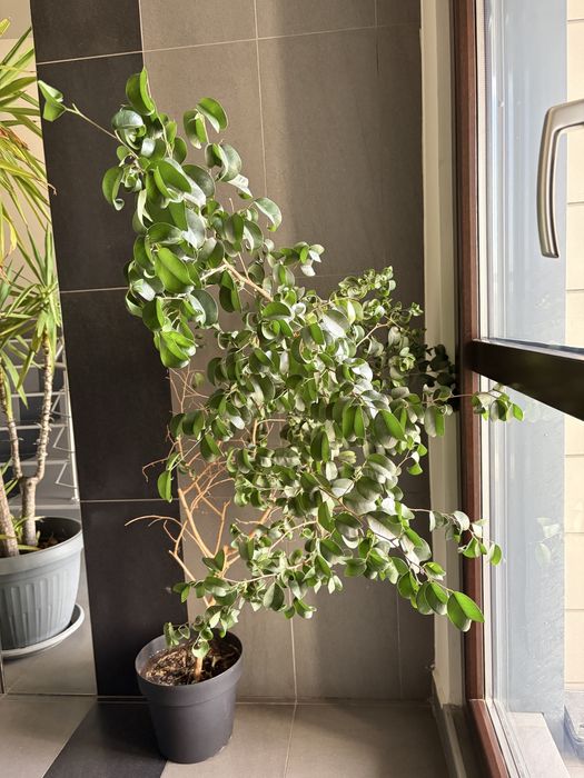 Фикус бенджамин пандора къдрави листа 130 см дърво