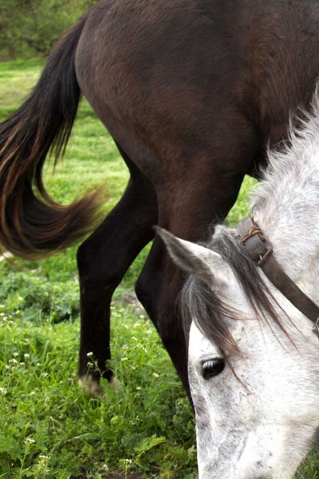 Говорим английски