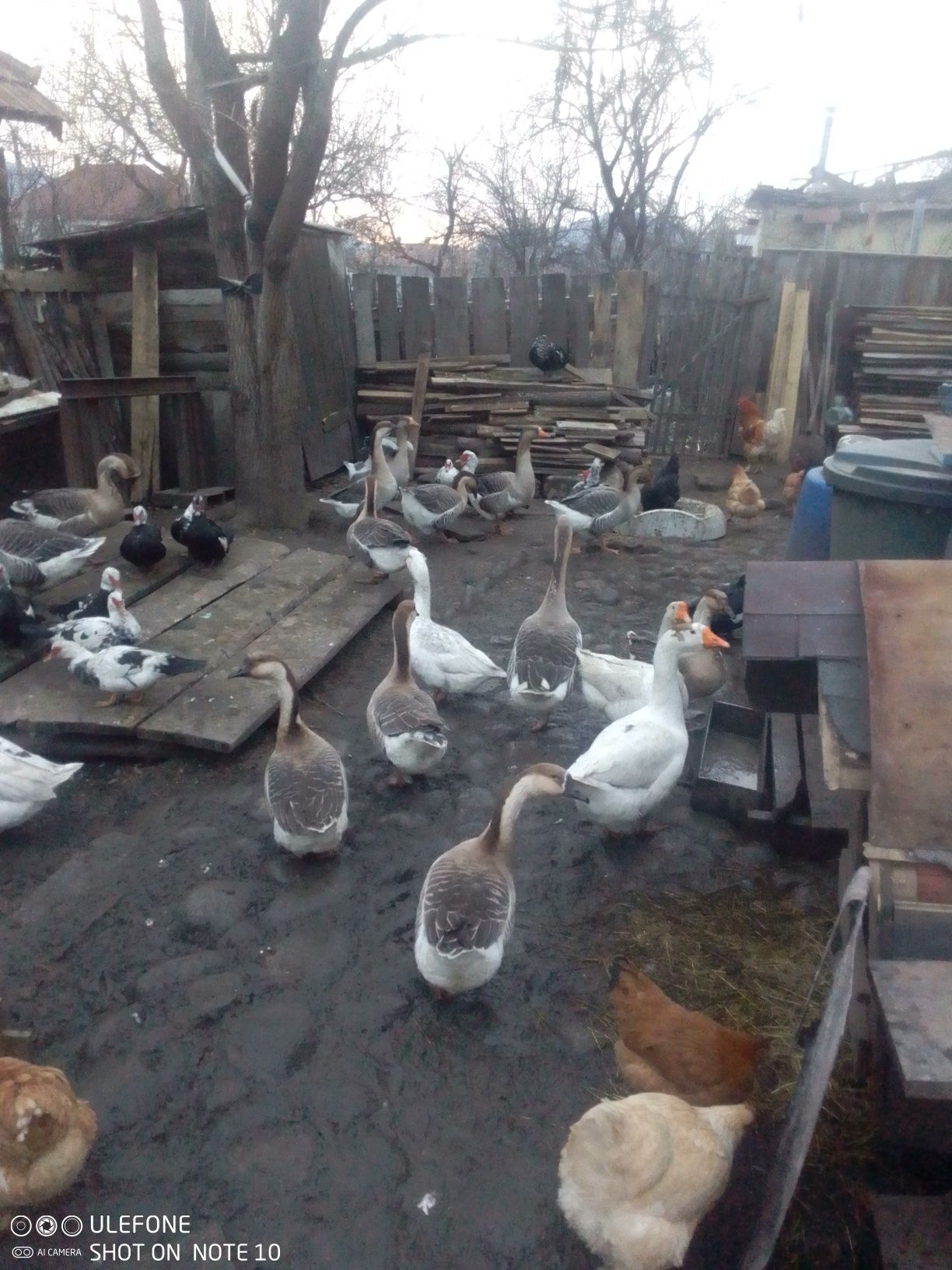 Găște leșești mute.avem și. Ouă