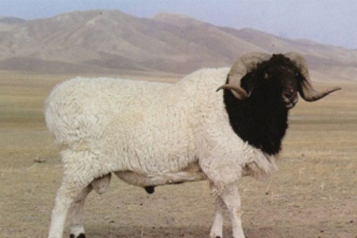Қосшы Қой, Бараны. Марка, Тоқты, Кой, Баран.