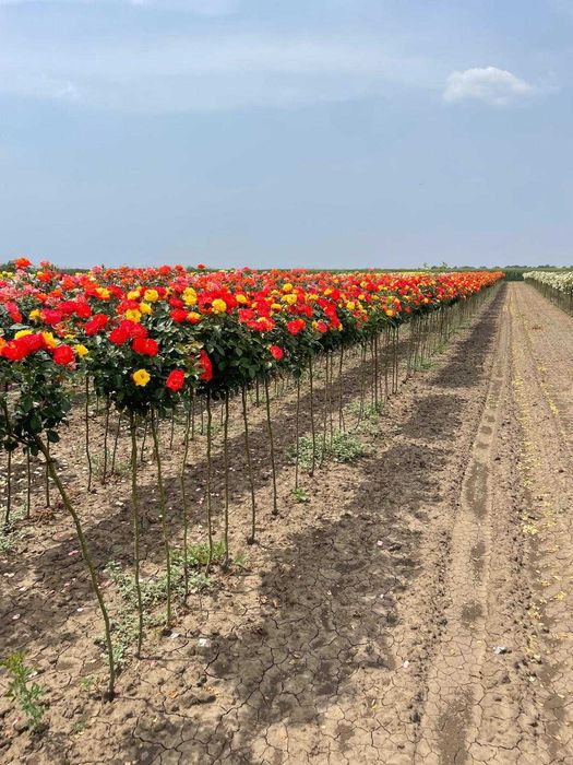 Plante ornamentale și fructiferi – Transformă-ți grădina cu noi!