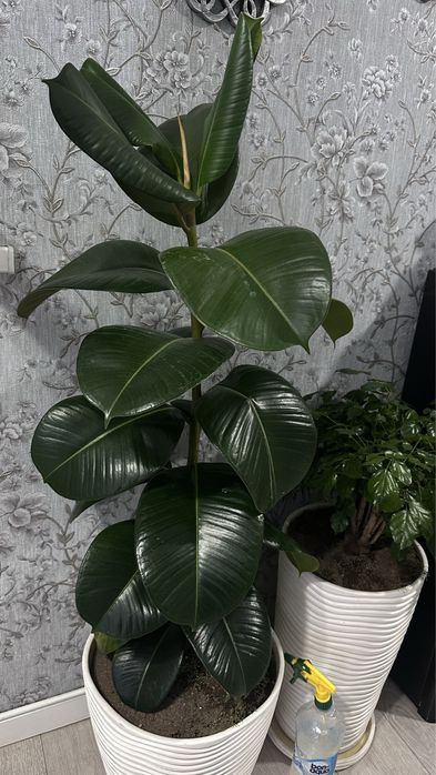 Фикус большой красивый