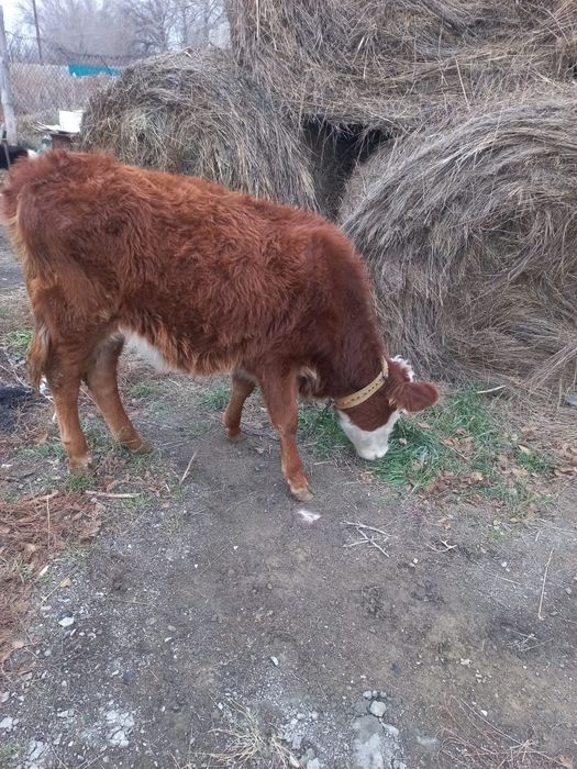 Ұрғашы Бұзау сатылады