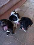DONEZ Catei - 2 luni