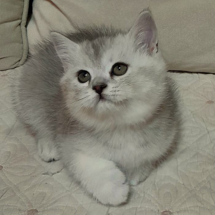 Продаются два шикарных мальчика шиншилла,скотишстрайт.