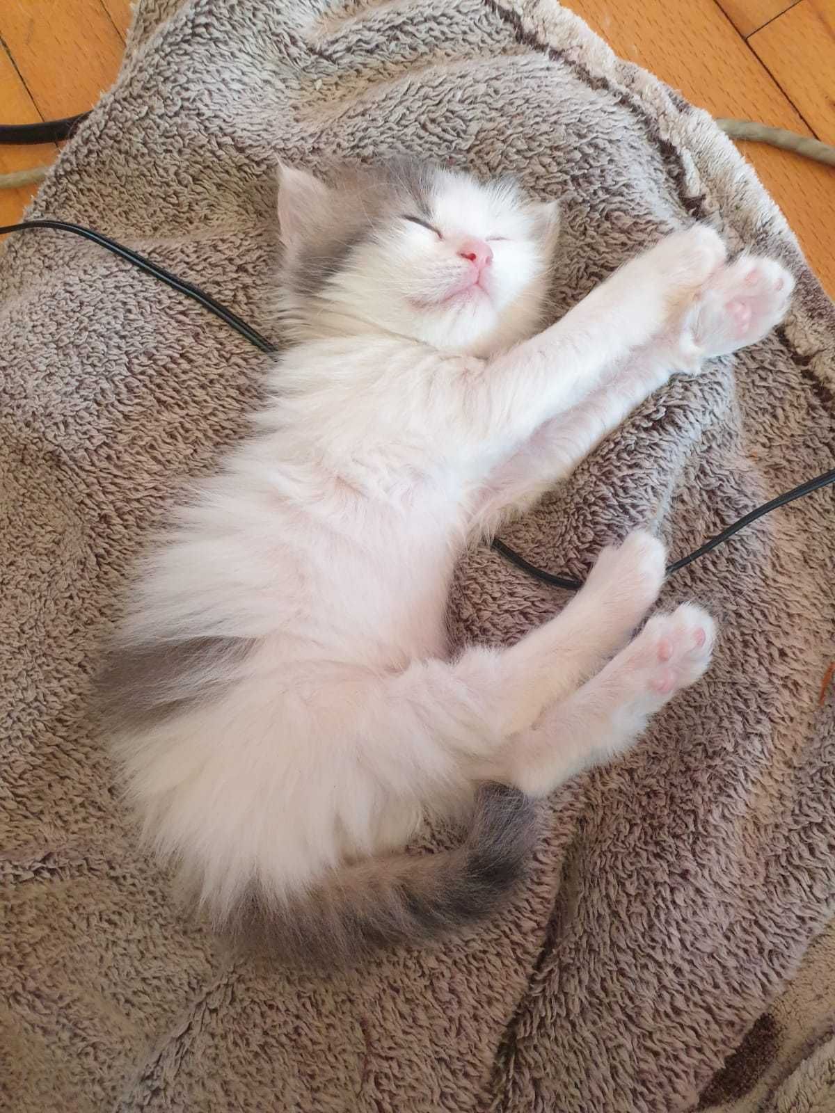 Подарявам котета