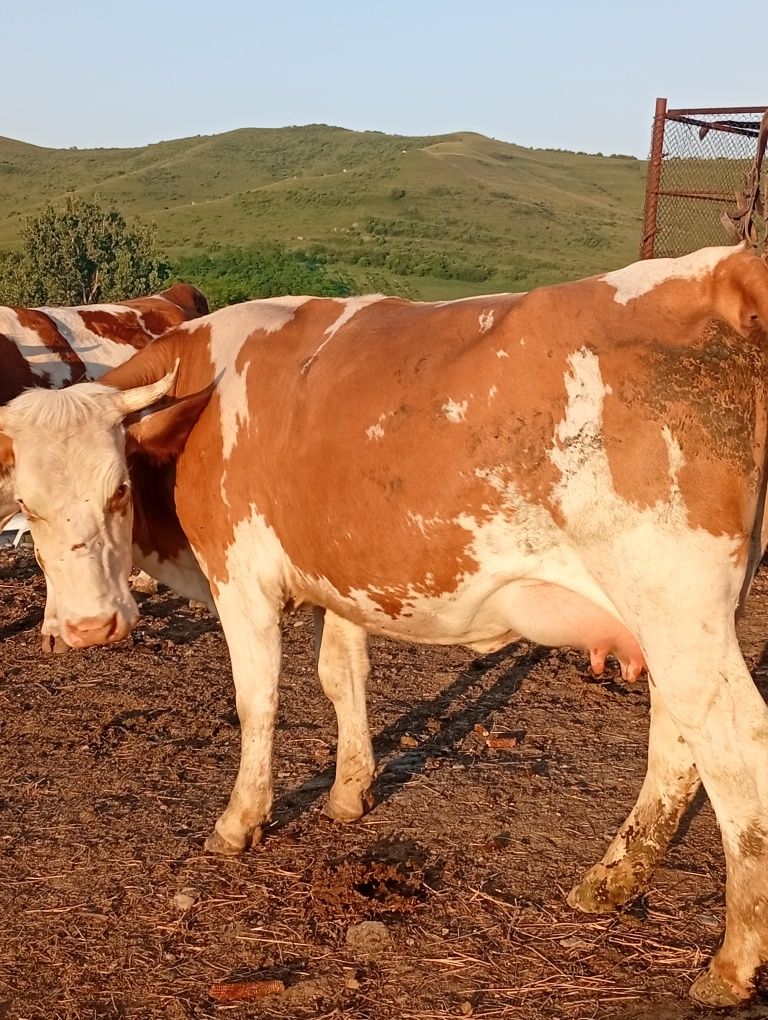 3 junici se dau Dârlos jud sibiu