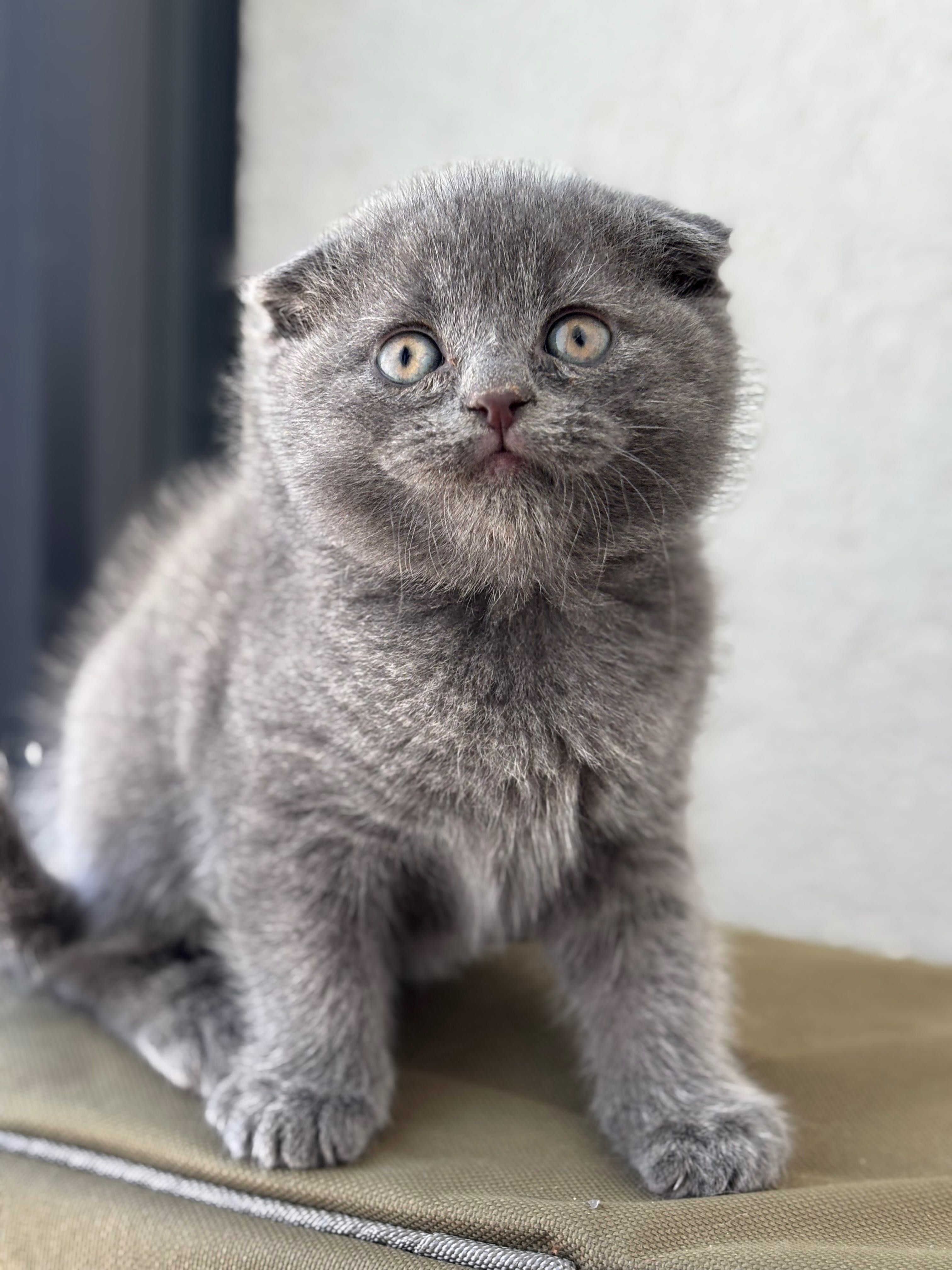 British Scottish Fold Blue