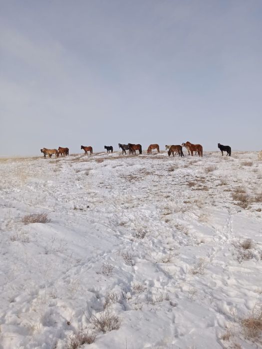 Лошадь обмен бартер