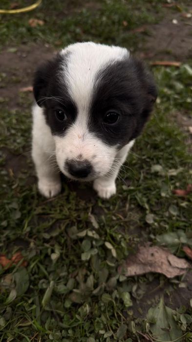 Donez 5 cățeluși adorabili