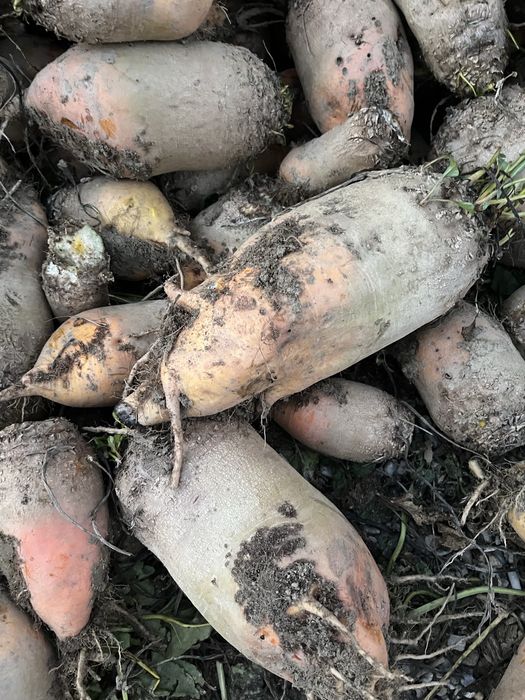 Vând sfeclă furajeră!