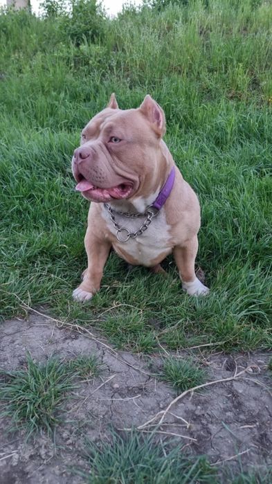 American bully pocket