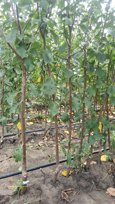 Pomi certificati si vita altoita