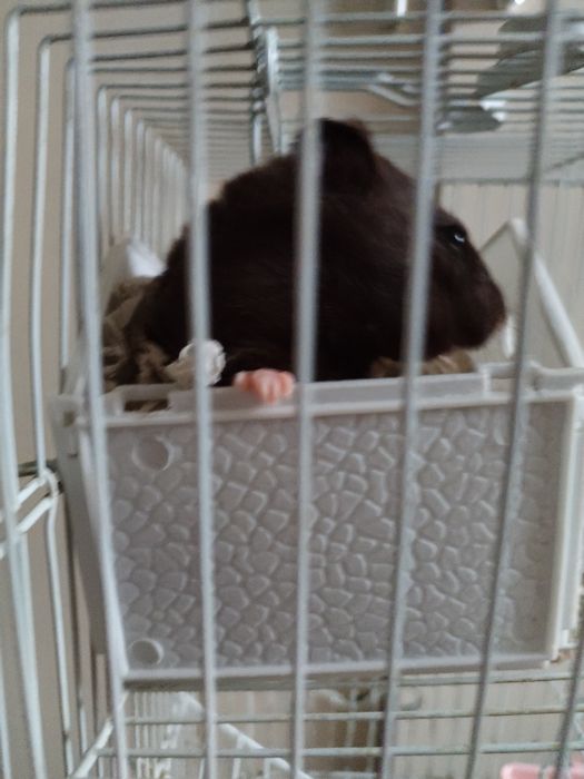 Продам хомяка 8000