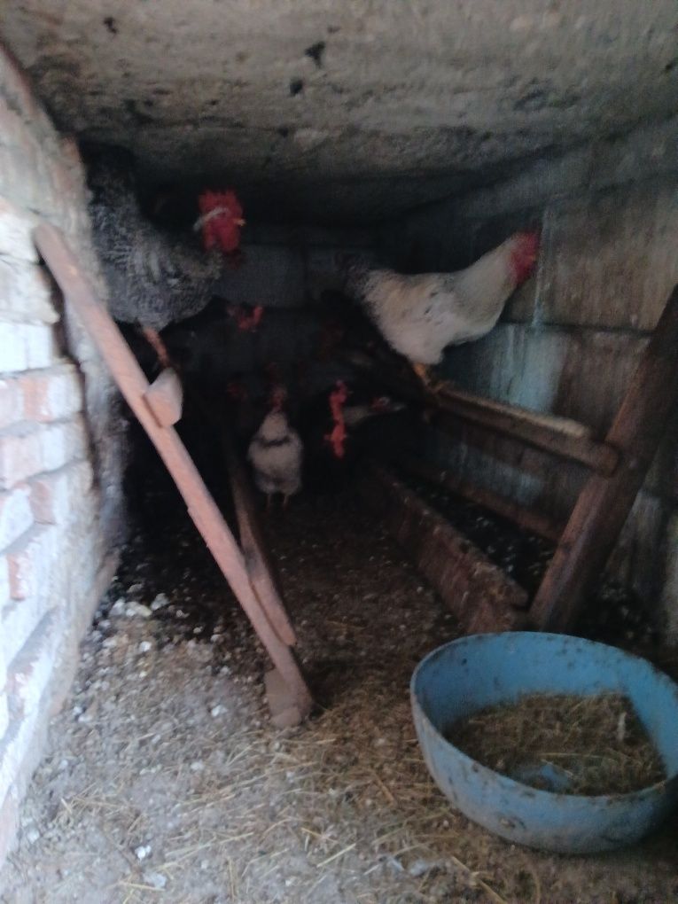 Vând 6 puici și 2 cocoși