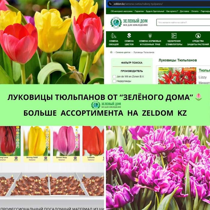 Луковицы тюльпанов нарциссов гиацинтов