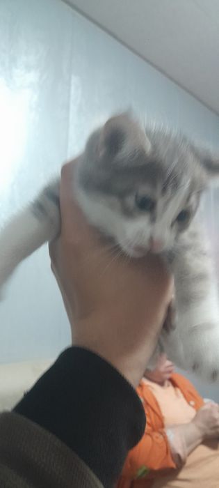 Hadyaga mushuk main con va oddi chatshgani