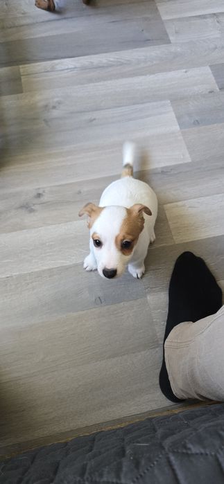 Продавам малки Джак ръсели