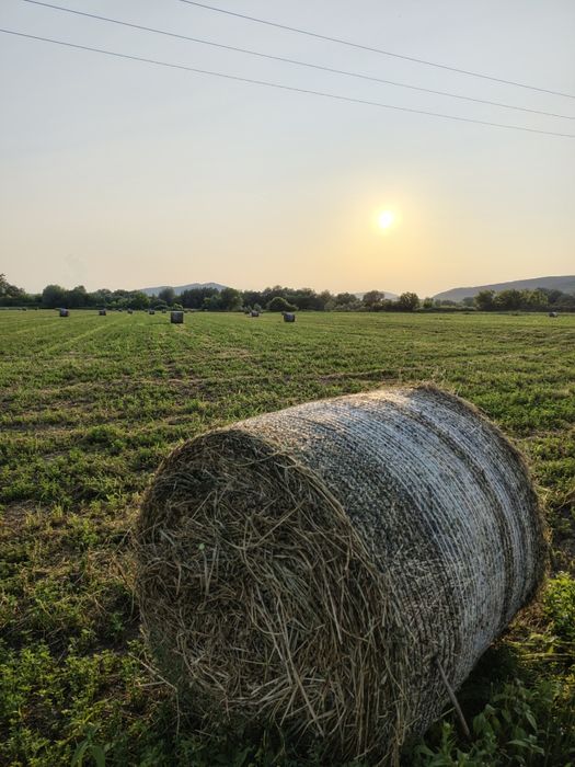 Baloți lucernă 2025