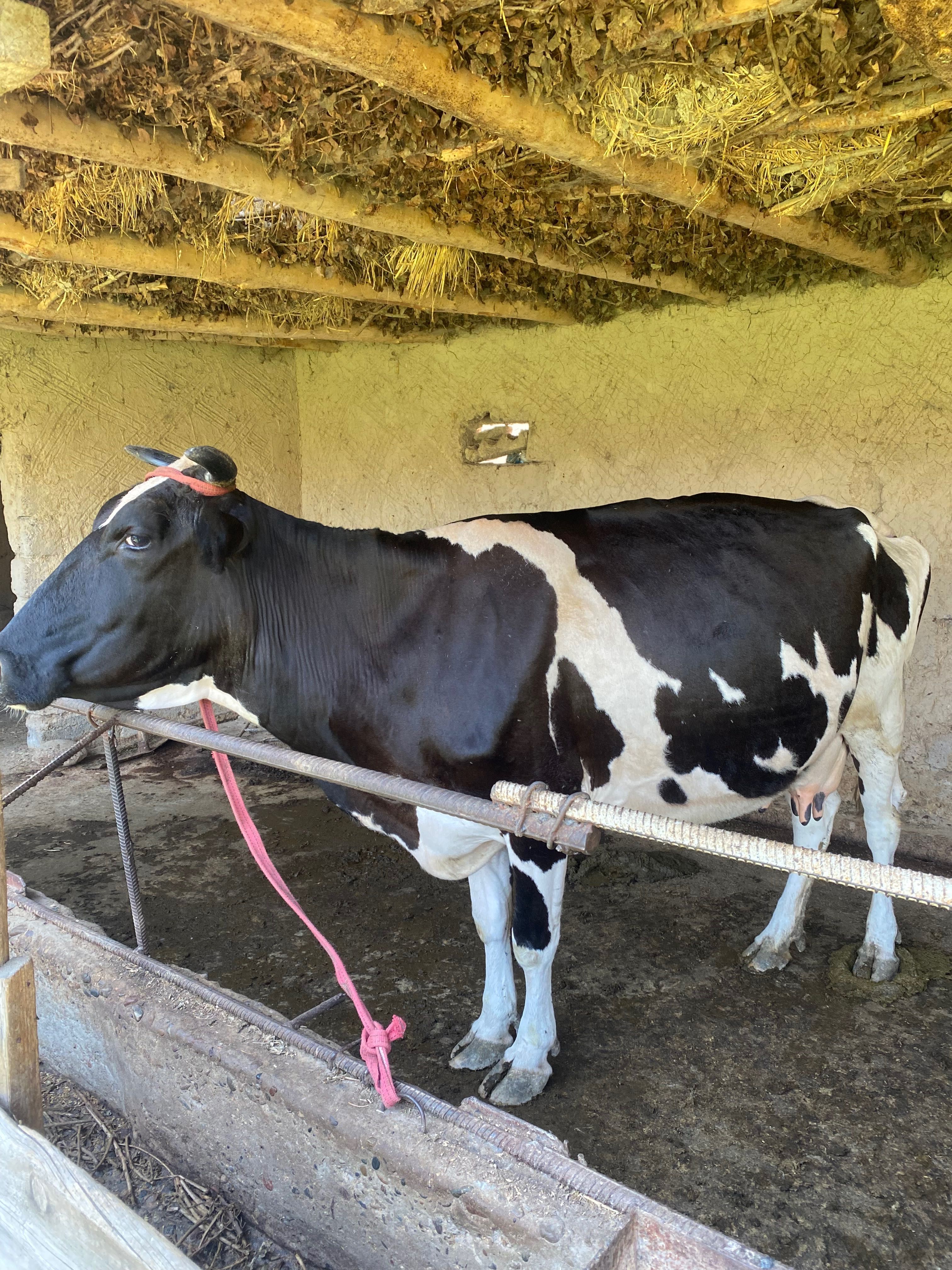 Sigir mol sog’in