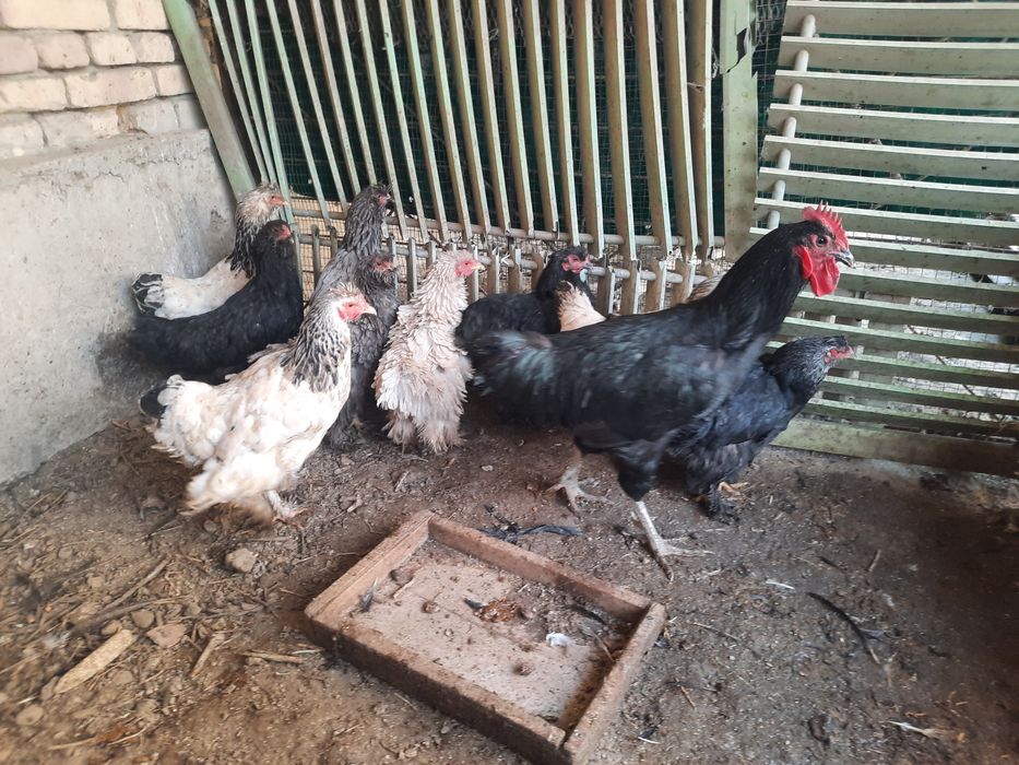 18 дона брама сотилади биржоя 11тасси 150000сум 7таси 100000сумдан