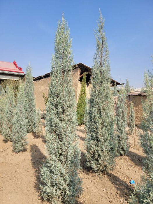arizonski kiparis archa boyi 1.5 da 3.30 ga bor 50 $ dan boshlanadi
