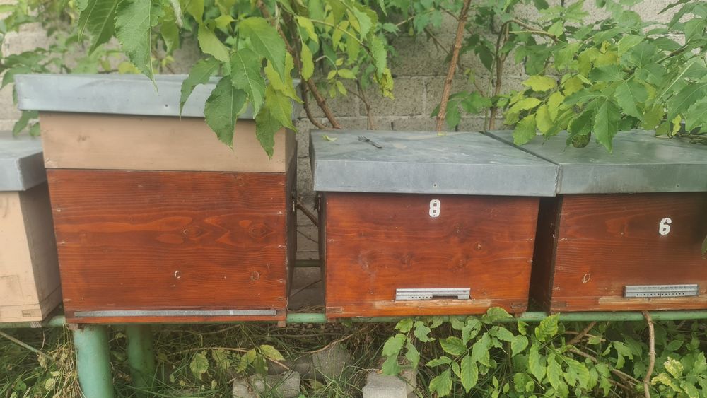 lazi albine 12 rame si 10