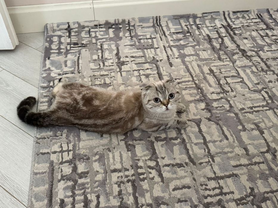 кошка отдам даром ……