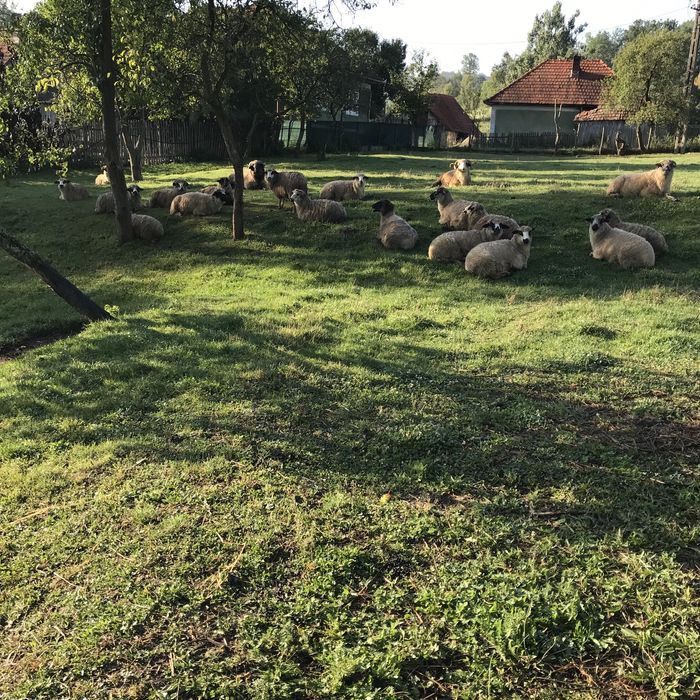 De vânzare 7 oi cu lapte si un berbec de prasilă de anul trecut