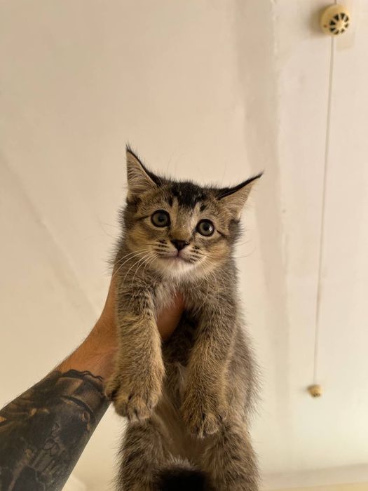 Shil shilla mushuklari