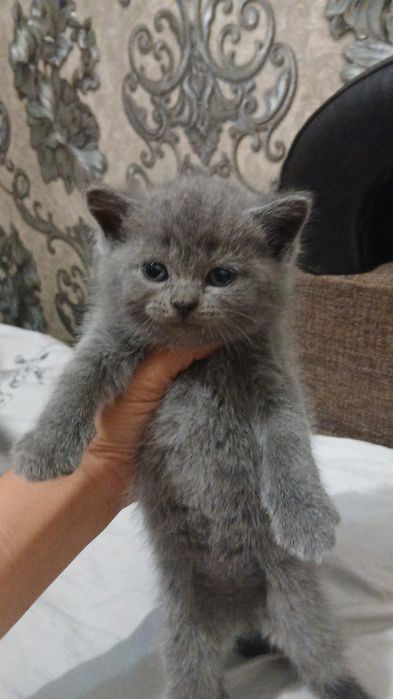 Срочно продаются британские котята