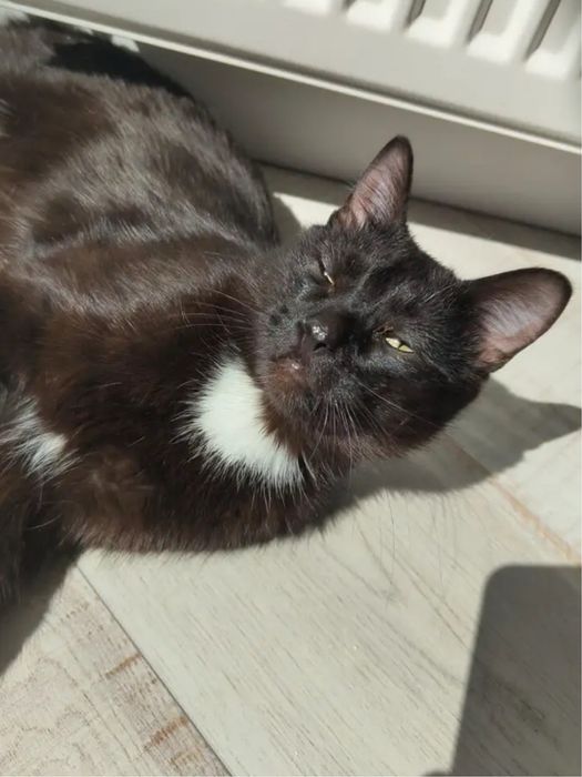 Котик котенок кот