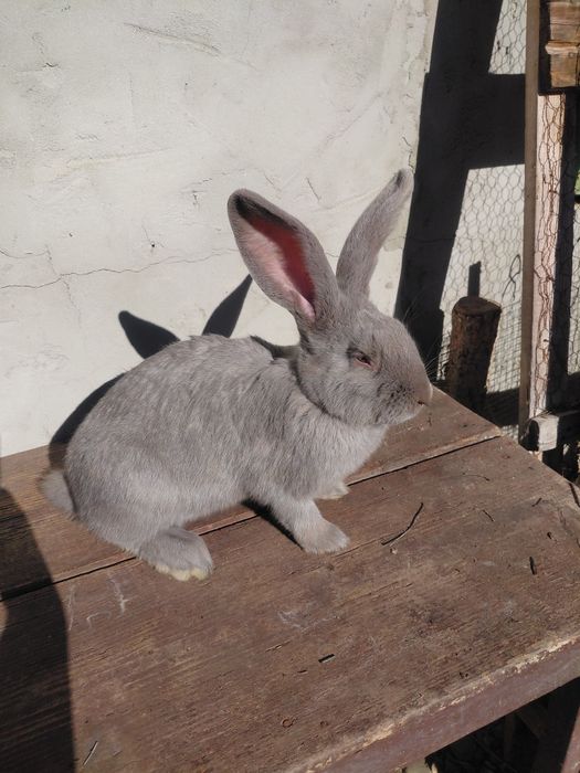 Disponibili 3 masculi fluture german 4 luni