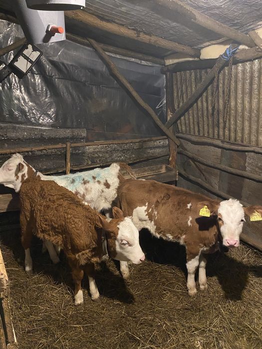 Vând 3 vițele înțărcate