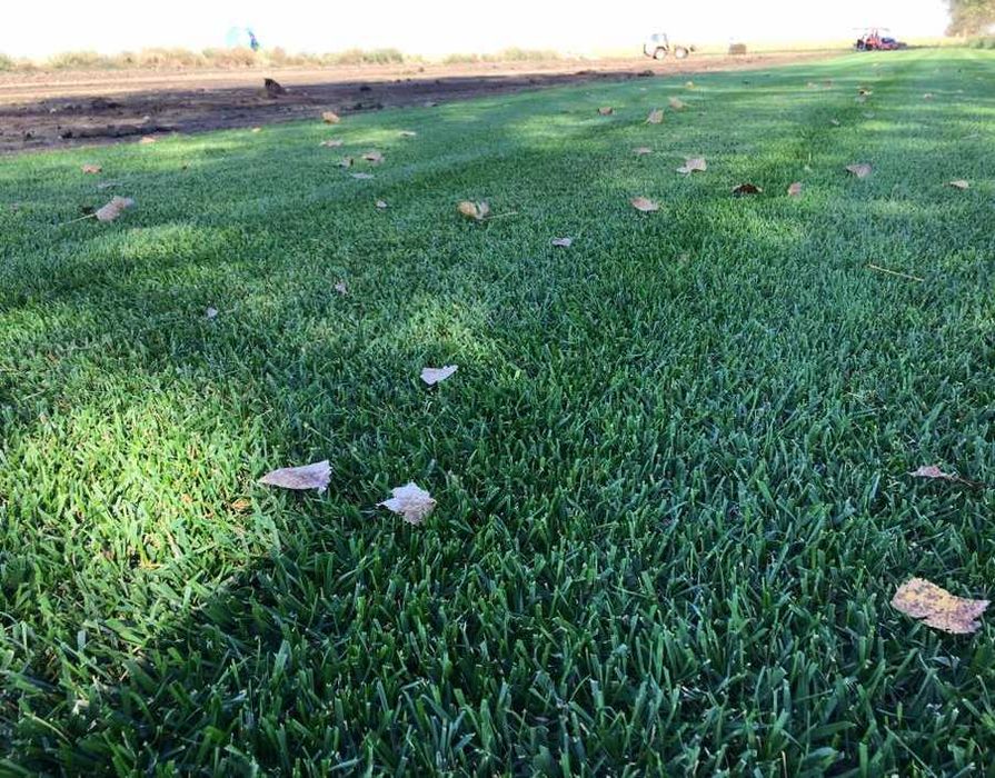 Gazon Rulouri  Transport oriunde in tara