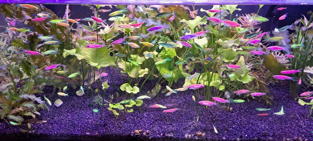 Plante usoare ,easy, pentru acvarii de apa dulce