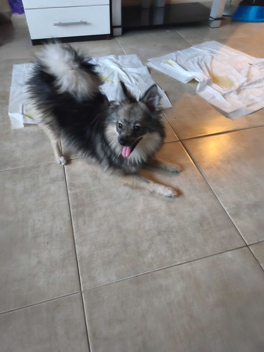 Мъжки Померан шпиц