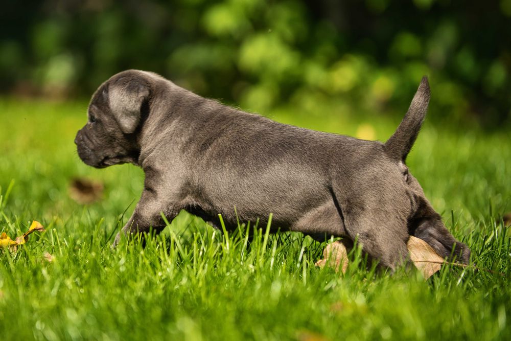 Кученца Кане Корсо Куче Cane Corso